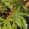 acer-palmatum-aki-tsumagaki-ete