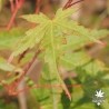 acer-palmatum-aki-tsumagaki-fin-d-ete