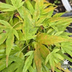Acer-palmatum-beni-mikawa-debut-d-automne