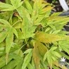 Acer-palmatum-beni-mikawa-debut-d-automne