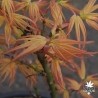 acer-palmatum-beni-mikawa-printemps
