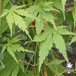 acer-palmatum-cascade-emerald-ete