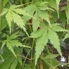 acer-palmatum-cascade-emerald-ete