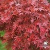 acer-palmatum-cascade-ruby-automne