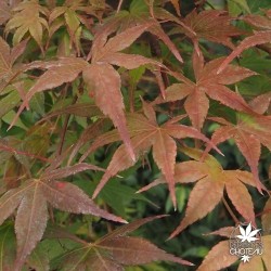 acer-palmatum-cascade-ruby-fin-d-'ete