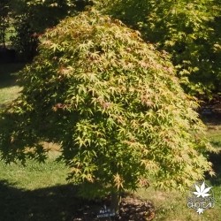 acer-palmatum-cascade-ruby-fin-d-'ete