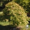 acer-palmatum-cascade-ruby-fin-d-'ete