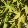 acer-palmatum-cascade-ruby-fin-d-'ete