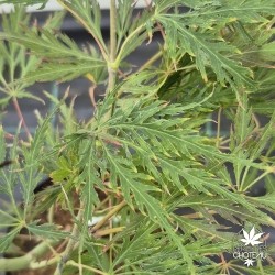 acer-palmatum-dissectum-rubrifolium-ete