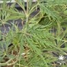 acer-palmatum-dissectum-rubrifolium-ete