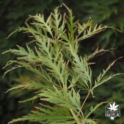 acer-palmatum-dissectum-rubrifolium-ete