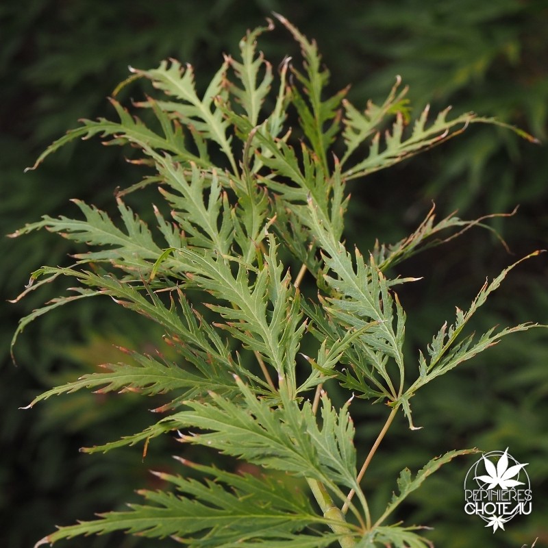 acer-palmatum-dissectum-rubrifolium-ete