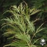 acer-palmatum-dissectum-rubrifolium-ete