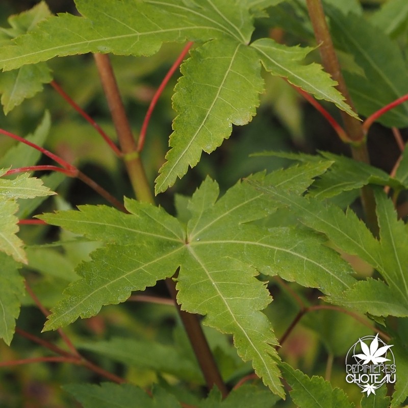 acer-palmatum-gekkoh-nishiki-ete