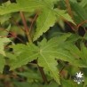 acer-palmatum-gekkoh-nishiki-ete