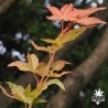 acer-palmatum-gekkoh-nishiki-nouvelles-pousses-d-ete