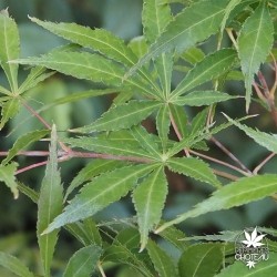 acer-palmatum-gentaku-ete