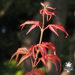 acer-palmatum-gentaku-nouvelles-pousses-d-ete