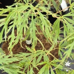 Acer-palmatum-hanzell-ete