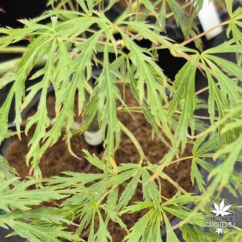 Acer-palmatum-hanzell-ete