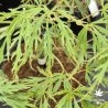 Acer-palmatum-hanzell-ete
