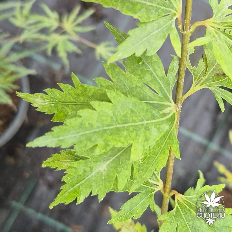 Acer-palmatum-hiroha-koshimino-ete