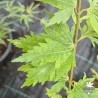 Acer-palmatum-hiroha-koshimino-ete