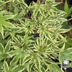 Acer-palmatum-ikandi-ete