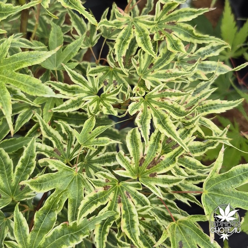 Acer-palmatum-ikandi-ete