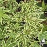 Acer-palmatum-ikandi-ete