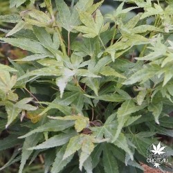 acer-palmatum-mikawa-kean-fin-d-ete