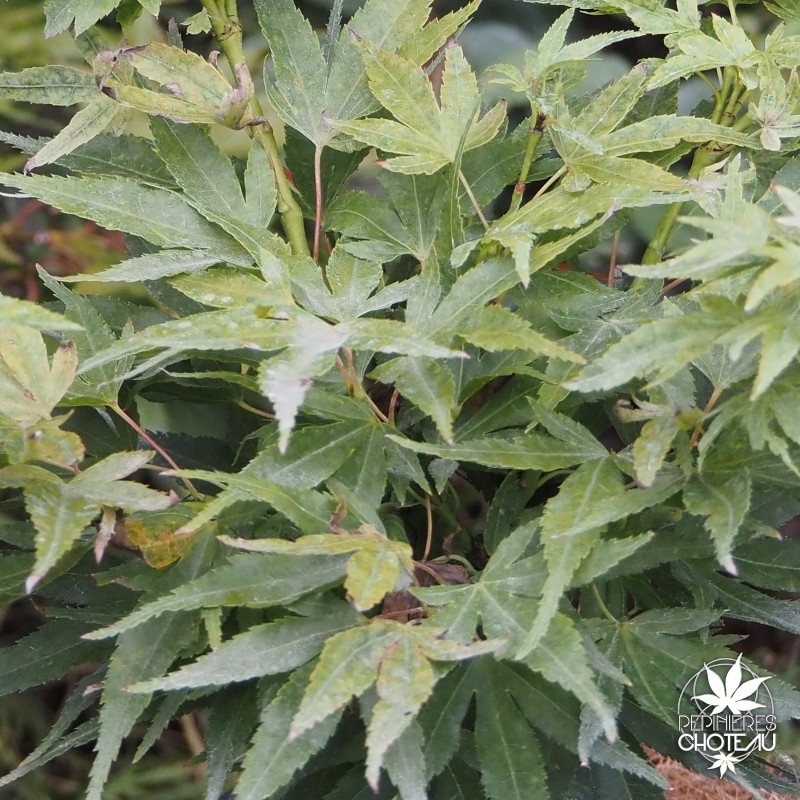 acer-palmatum-mikawa-kean-fin-d-ete
