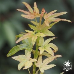 acer-palmatum-mikawa-kean-nouvelles-pousses-d-ete