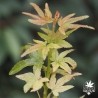 acer-palmatum-mikawa-kean-nouvelles-pousses-d-ete