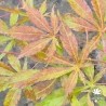 acer-palmatum-kenzan-automne