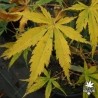 acer-palmatum-kenzan-automne 2