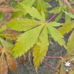 acer-palmatum-kenzan-debut automne 2