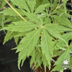 Acer-palmatum-kenzan-ete-2