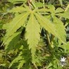 acer-palmatum-kenzan-ete