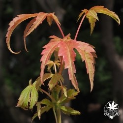 acer-palmatum-kenzan-nouvelles-pousses-d-ete
