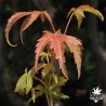 acer-palmatum-kenzan-nouvelles-pousses-d-ete