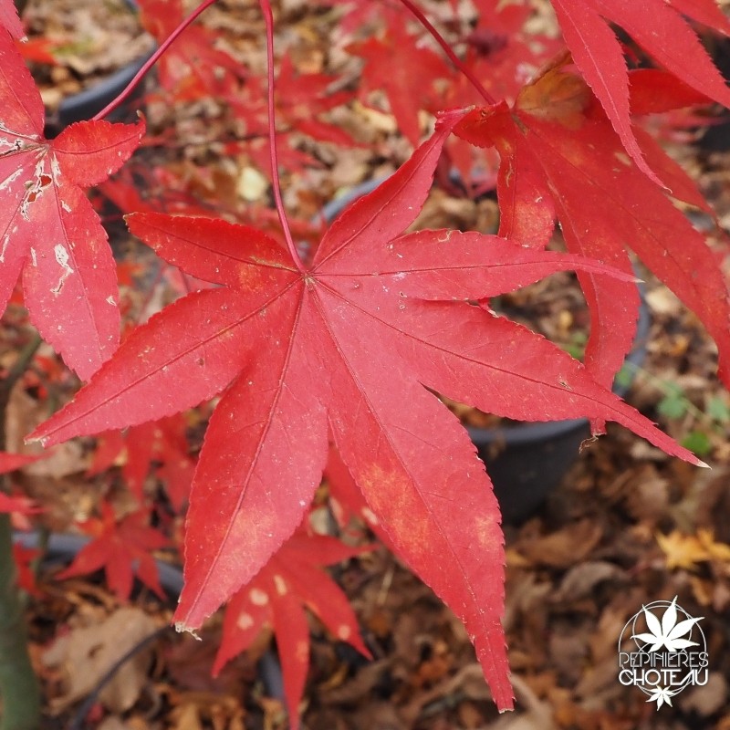 acer-palmatum-korean-gem-automne