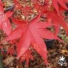 acer-palmatum-korean-gem-automne