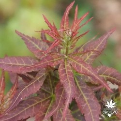 acer-palmatum-kurenai-jishi-printemps