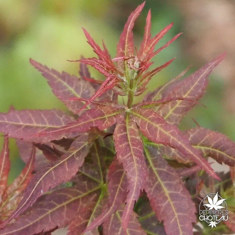 acer-palmatum-kurenai-jishi-printemps