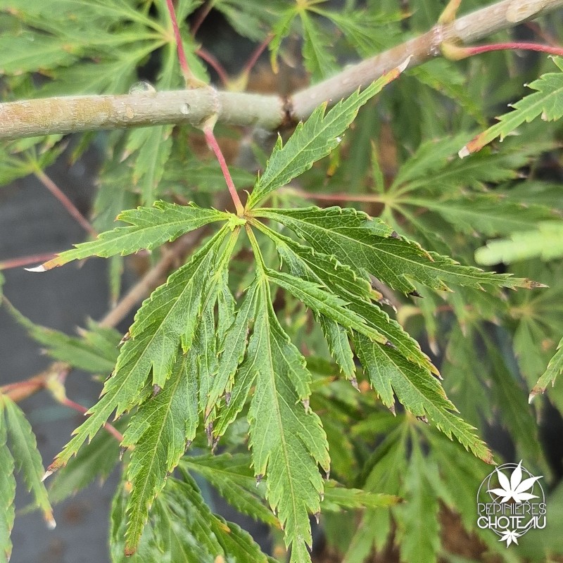 Acer-palmatum-kyogu-shidare-ete