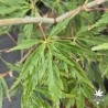 Acer-palmatum-kyogu-shidare-ete