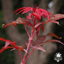 acer-palmatum-little-red-nouvelles-pousses-d-ete