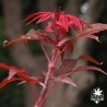 acer-palmatum-little-red-nouvelles-pousses-d-ete