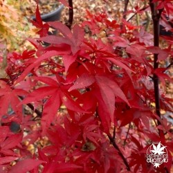acer-palmatum-little-red-automne